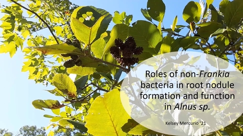 Thumbnail for entry Roles of non-Frankia bacteria in root nodule formation and function in Alnus sp. (updated oral)