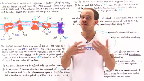 Thumbnail for entry Introduction to Oxidative Phosphorylation