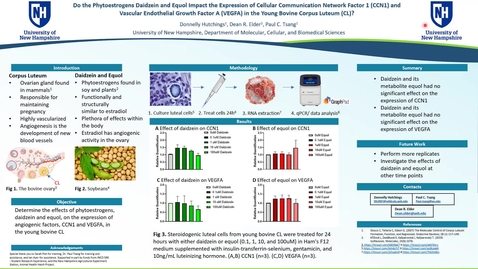 Thumbnail for entry Do the Phytoestrogens Daidzein and Equol Impact the Expression of Cellular Communication Network Factor 1 (CCN1) and Vascular Endothelial Growth Factor A (VEGFA) in the Young Bovine Corpus Luteum (CL)?