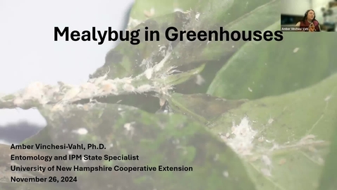 Thumbnail for Mealybugs in Greenhouse Crops recording for distribution