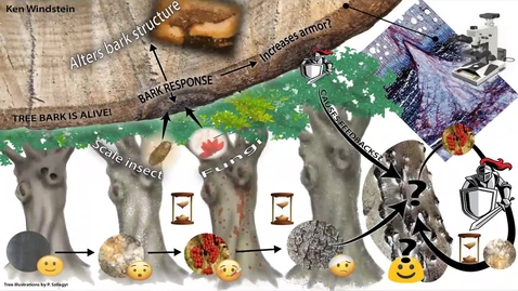 Thumbnail for Kenneth_Windstein_3MT2020