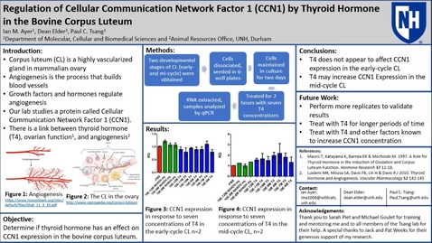 Thumbnail for Regulation of Cellular Communication Network Factor 1 (CCN1) by Thyroid Hormone  in the Bovine Corpus Luteum
