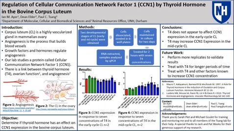 Thumbnail for entry Regulation of Cellular Communication Network Factor 1 (CCN1) by Thyroid Hormone  in the Bovine Corpus Luteum