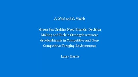 Thumbnail for entry UNH URC 2020 - Green sea urchins need friends: Decision making and risk in Strongylocentrotus droebachiensis in competitive and non-competitive foraging environments