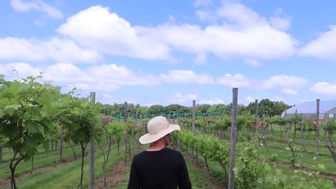 Thumbnail for UNH Research Supports Fruit &amp; Vegetable Producers in NH and Beyond