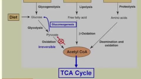 Thumbnail for Acetyl CoA Connects Pathways of Catabolism