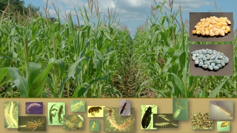 Thumbnail for 3MT 2016 - Lesley Atwood, Natural Resources - 1st Place and People's Choice Award Winner