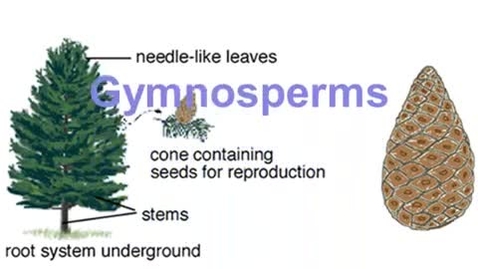 Thumbnail for entry Gymnosperm Notes