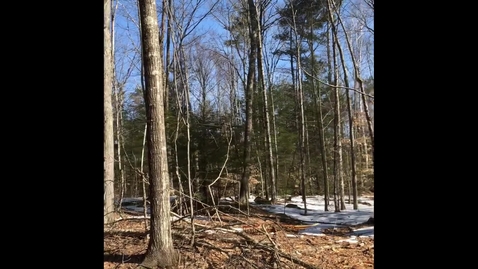 Thumbnail for entry Selecting trees to cut and keep when marking a timber sale