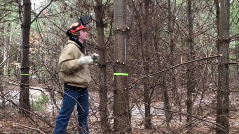 Thumbnail for Why we prune a tree.MOV