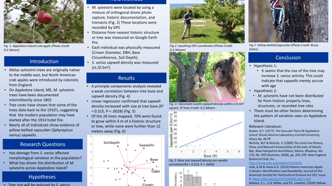 Thumbnail for entry INFLUENCES ON THE VIGOR AND DISTRIBUTION OF CRAB APPLE (MALUS SYLVESTRIS) ON APPLEDORE ISLAND, ME