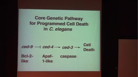 Thumbnail for entry Genetic Control of Programmed Cell Death in C. Elegans