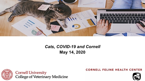 Thumbnail for entry Cats, COVID-19, and Cornell