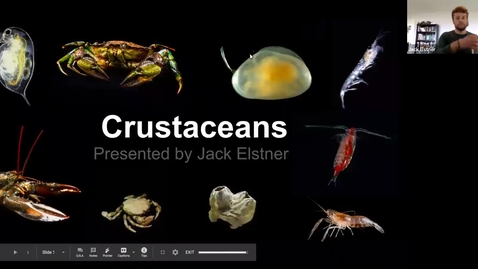 Thumbnail for entry Jack: Crustacea Trimmed