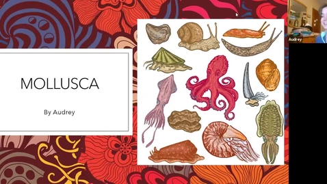Thumbnail for Audrey's Mollusca Trimmed