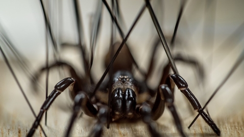 Thumbnail for Creepy Crawlers 2