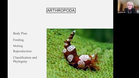 Thumbnail for Drew's Arthropoda Trimmed