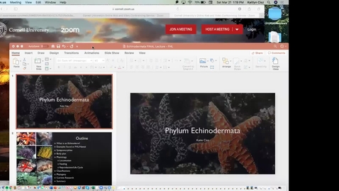 Thumbnail for Kaite Echinoderms Trimmed
