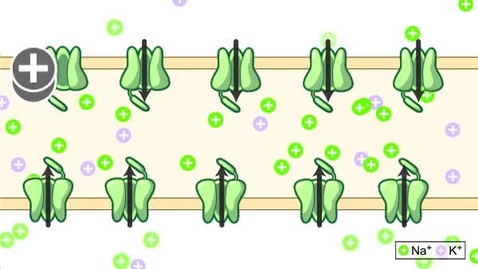 Thumbnail for pfiz_epi_03_01_01_01_vidStep4.flv