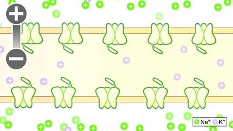 Thumbnail for pfiz_epi_03_01_01_01_vidStep3.flv