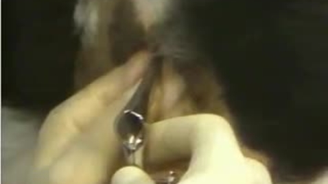 Thumbnail for Canine - Urethral Catheterization
