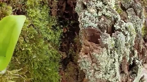 Thumbnail for CCEOSWEGO  Lichens