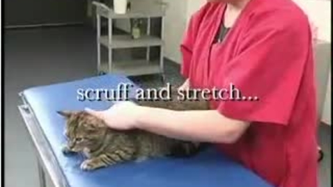 Thumbnail for entry Feline Scruff and Stretch