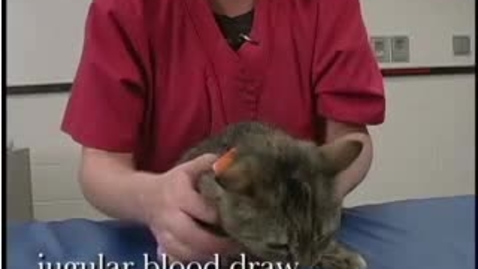 Thumbnail for Feline Jugular Puncture