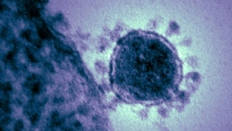 Thumbnail for The Pandemic at Nine Months