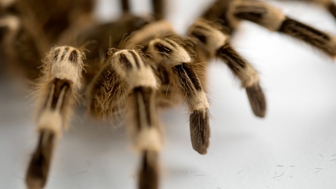 Thumbnail for Creepy Crawlers 1