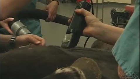 Thumbnail for Horse Castration