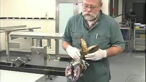 Thumbnail for Claw Amputation
