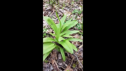 Thumbnail for CCEOswego Wilde Leeks.mp4