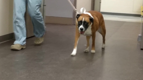 Thumbnail for media17.mp4