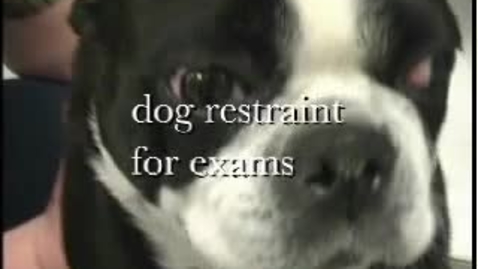 Thumbnail for entry Canine Basic Restraint 2
