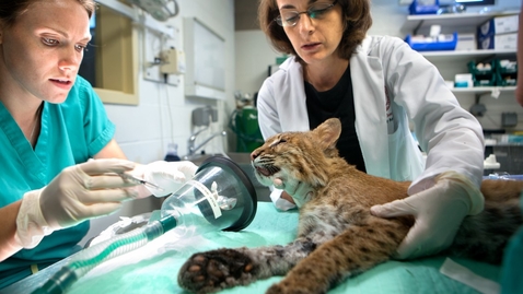 Thumbnail for entry Veterinary Science Taking Care of Animals - at the Vet and in the Wild!