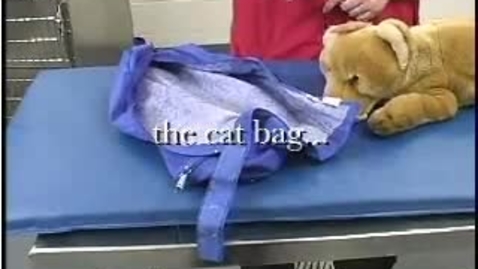 Thumbnail for entry Kitty in a Bag