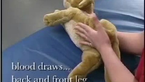 Thumbnail for Feline Medial Saphenous Venipuncture - 2