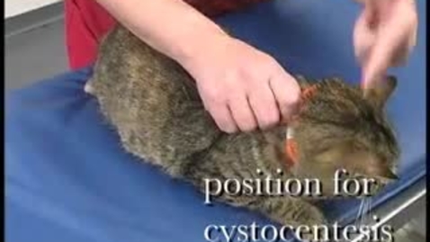 Thumbnail for entry Feline Cystocentesis