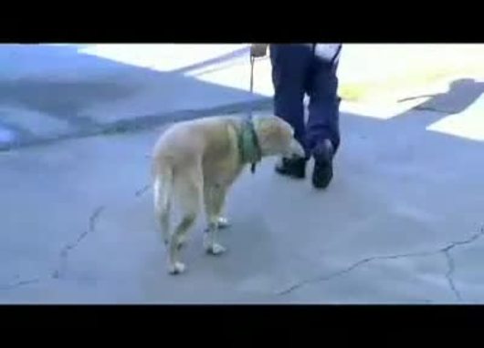 Dr De Lahunta Video Collection College Of Veterinary Medicine