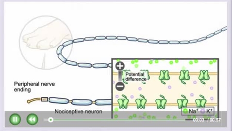 Thumbnail for entry Local_anesthetic_interaction_with_sodium_chanels.mp4