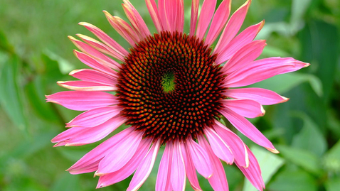 Thumbnail for Medical Ethnobotany