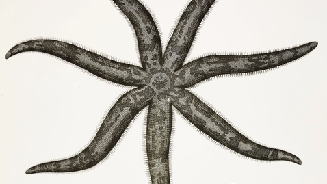 Thumbnail for Searching for Spineless Wonders in the Ocean