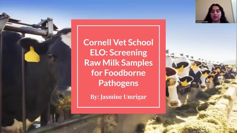 Thumbnail for entry Screening Raw Milk Samples for Foodborne Pathogens (Cornell Vet School) - Jasmine Umrigar