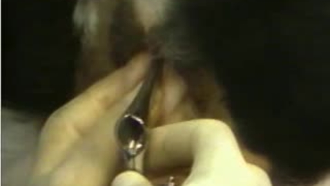Thumbnail for Urinary_Catherization_Canine.flv