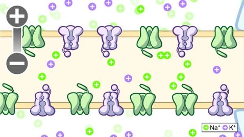 Thumbnail for pfiz_epi_03_01_01_01_vidStep_More2.flv
