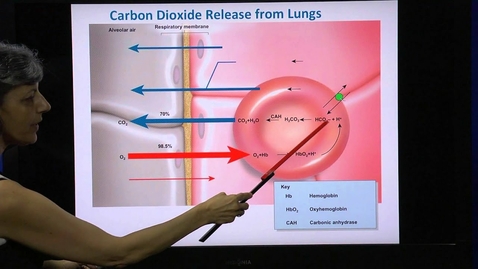 Thumbnail for Gas Transport &amp; Pulmonary Diffusion