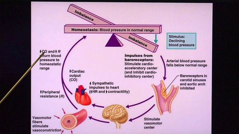 Thumbnail for Regulation of Blood Pressure