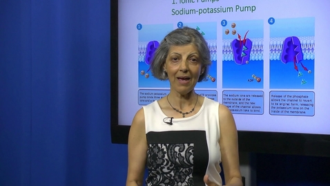 Thumbnail for Active Membrane Transport