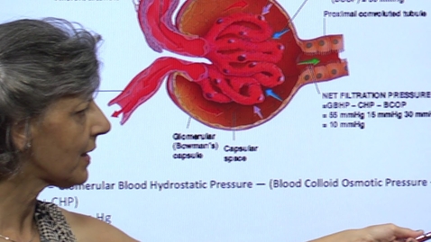 Thumbnail for Renal Physiology ~ Glomerular Filtration
